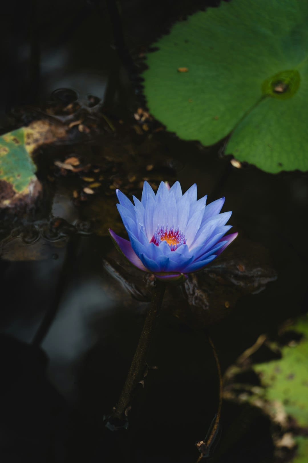 暑期档总票房已超上一年：观影人次破3亿 《南京照相馆》票房有望冲30亿元